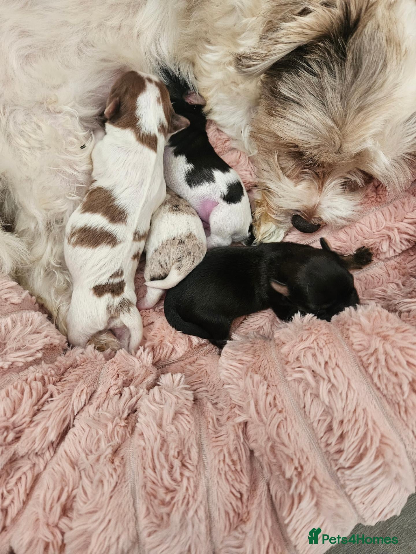 Yorkshire Terrier dogs Merle and Sable (Ocean Pearl) Yorkie puppies  - Advert 1