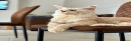 Maine Coon cats for sale: 🐾 Exceptional TICA Registered Maine Coons 🐾 - Advert 12