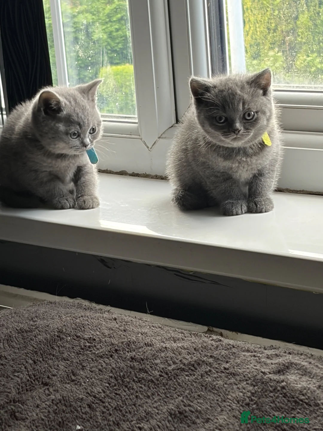 British Shorthair cats for sale: Pure British shorthair kittens - Advert 1