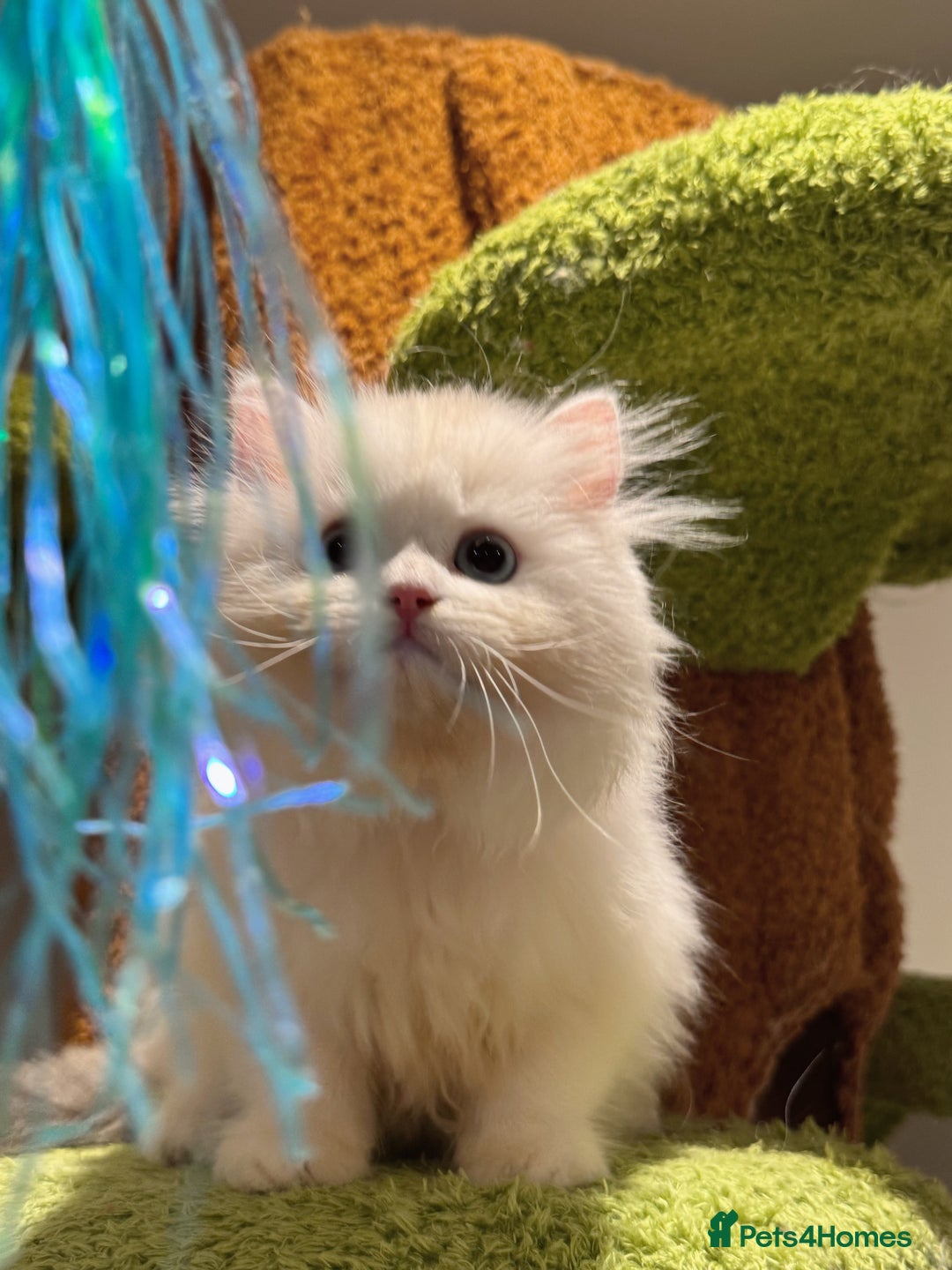 Munchkin cats for sale: Top level Super stunning & rare Minuet - Advert 7