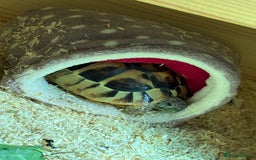 Tortoise reptiles for sale: Tortoise - Image 4
