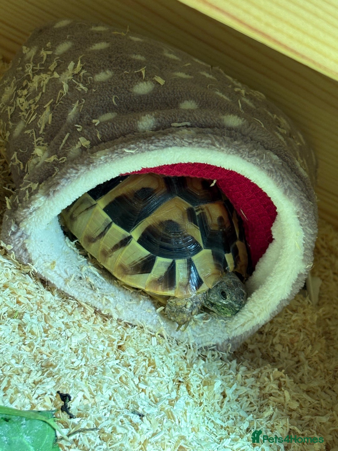 Tortoise reptiles for sale: Tortoise - Image 4