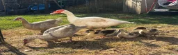 Ducks poultry for sale: Muscovy ducks for sale  - Advert 2