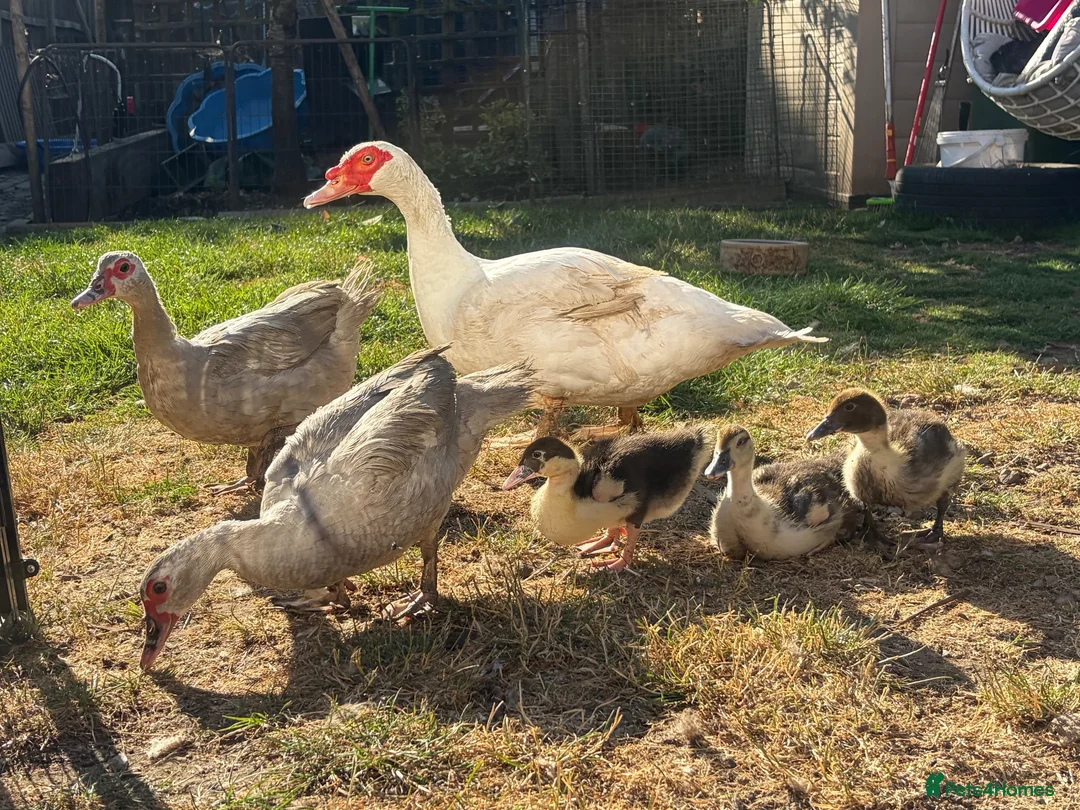 Ducks poultry for sale: Muscovy ducks for sale  - Advert 2
