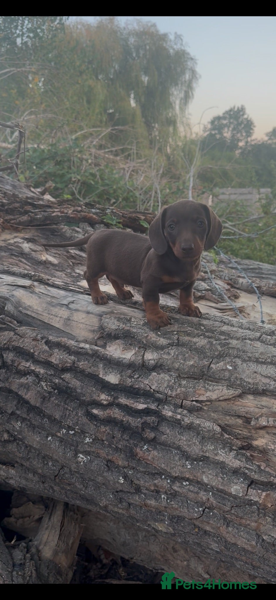 Miniature Dachshund dogs Ready to leave KC registered minature dachshund - Advert 16