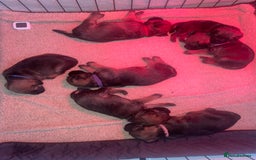 Border Terrier dogs for sale: Pedigree slem clear border terrier - Image 15