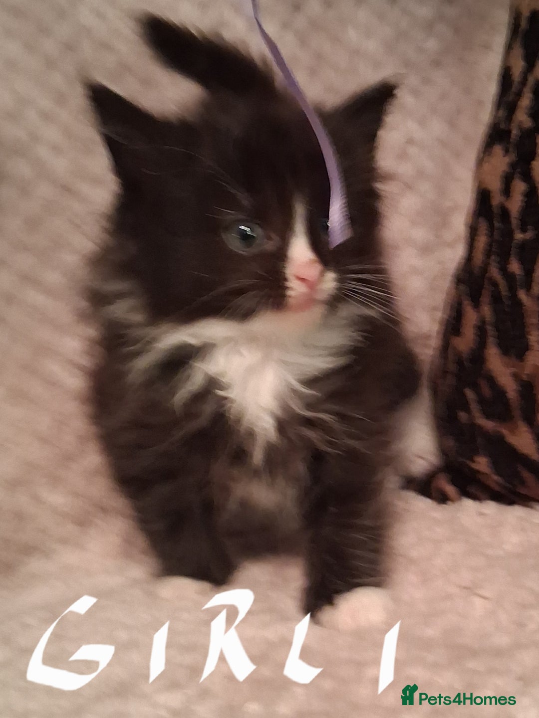 Maine Coon cats for sale: Beautiful Maine Coon kittens  - Advert 11