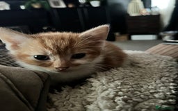 Mixed Breed cats for sale: 5 male munchkin x kittens  - Image 5