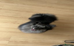 Pomeranian dogs for sale: Pom for rehoming - Image 2
