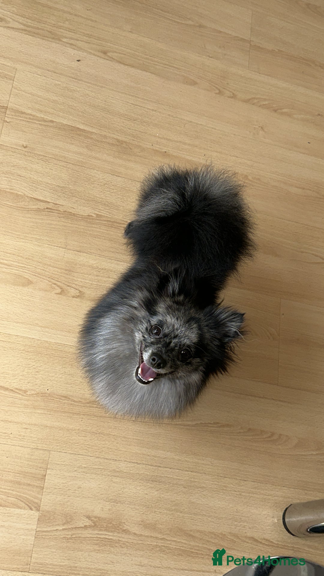 Pomeranian dogs for sale: Pom for rehoming - Image 2