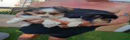 Mixed Breed dogs for sale: Jack achi poo puppy's for sale in Baldock - Advert 8