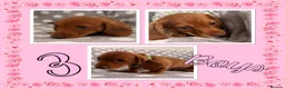 Miniature Dachshund dogs for sale: Miniature Dachshund Puppies - Advert 4