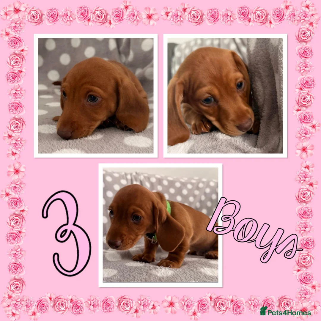 Miniature Dachshund dogs for sale: Miniature Dachshund Puppies - Advert 4
