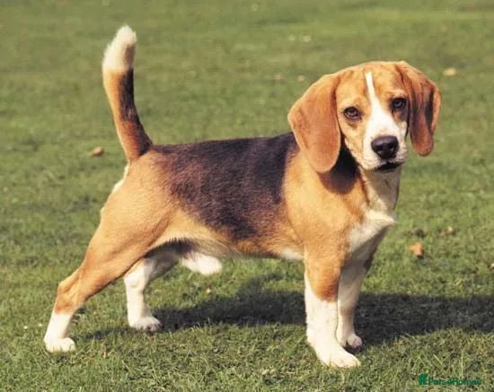 Mixed Breed dogs [TEST AD DO NOT CONTACT] Testing  - Advert 1