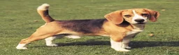Mixed Breed dogs for sale: [TEST AD DO NOT CONTACT] Testing  in Sale - Advert 1