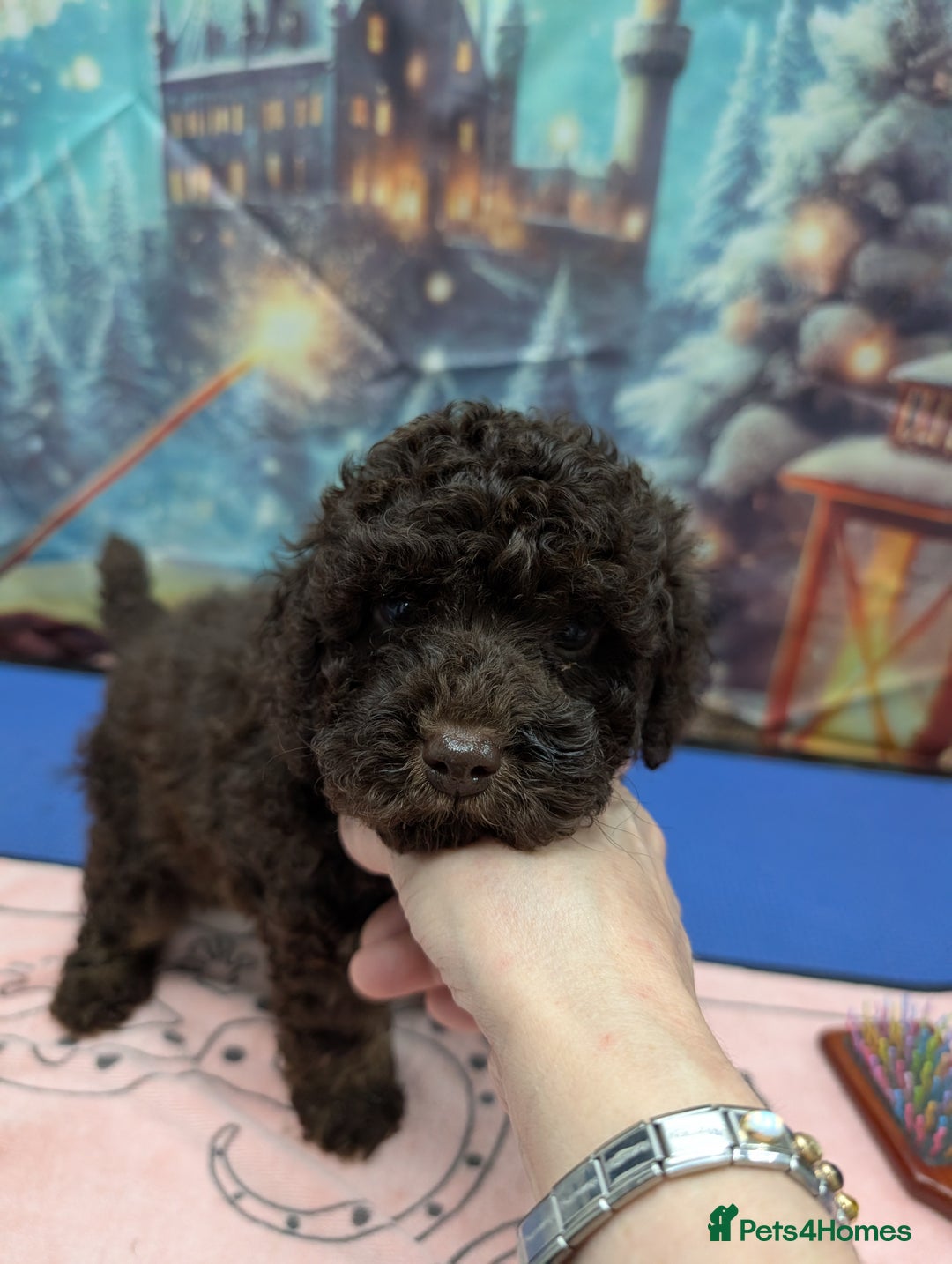 Cockapoo dogs for sale: Beautiful F2B Toy Cockapoo Puppies - Advert 21