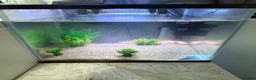 Axolotl reptiles for sale: 2x albino axolotls and tank and accessories  - Advert 2