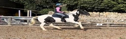 Irish Cob horses for sale: 14.2hh 5yo Black and white cob mare - Advert 2
