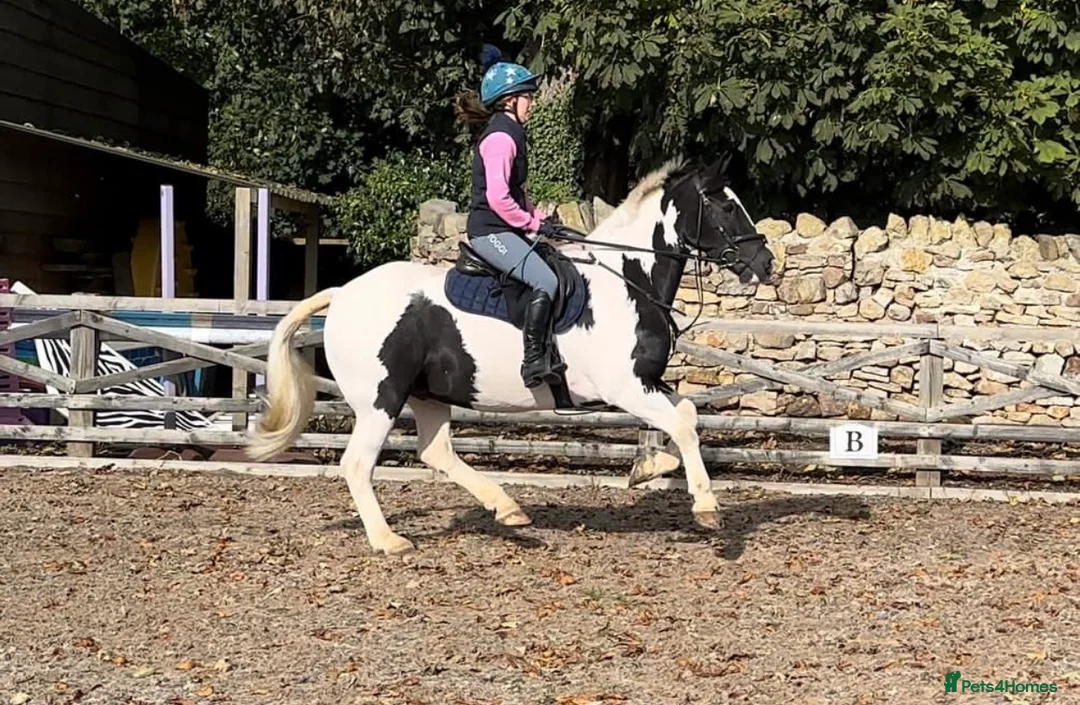Irish Cob horses for sale: 14.2hh 5yo Black and white cob mare - Advert 2