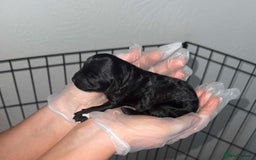 Mixed Breed dogs for sale: Cavapoochon X cockapoo puppies - Image 8