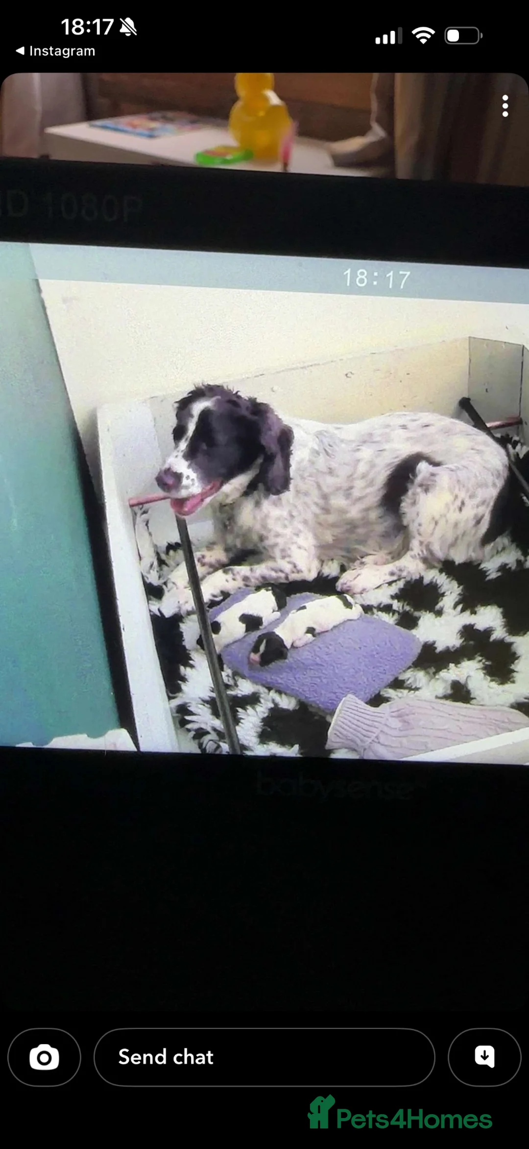 English Springer Spaniel dogs for sale: KC Registered Spring Spaniels - Advert 20