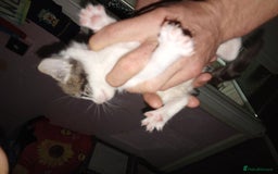 Mixed Breed cats for sale: Kittens for sale  - Image 36