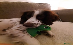 English Springer Spaniel dogs for sale: Beautiful 8 year old sadly for sale - Image 7