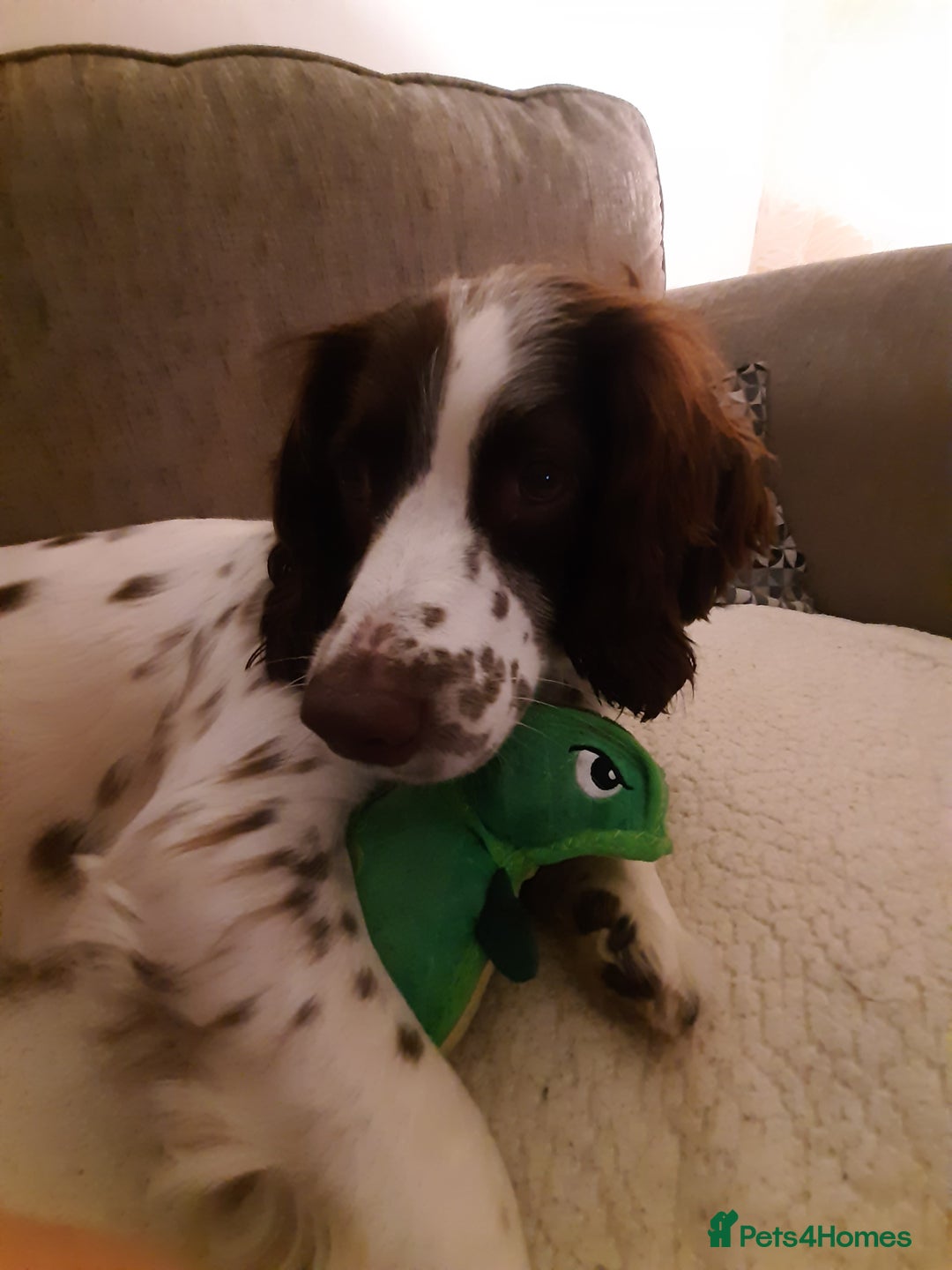 English Springer Spaniel dogs for sale: Beautiful 8 year old sadly for sale - Image 7