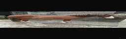 Welsh Section A horses for sale: Little pops -looking for a new best friend  - Advert 3
