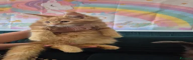 Maine Coon 4