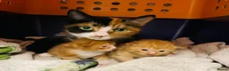 Mixed Breed cats for sale: 5 x Beautiful Fluffy Kittens Ready For New Homes  - Advert 2