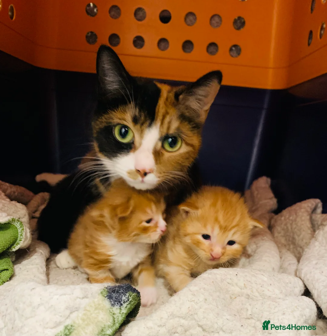 Mixed Breed cats for sale: 5 x Beautiful Fluffy Kittens Ready For New Homes  - Advert 2