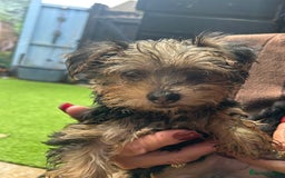 Yorkshire Terrier dogs for sale: Yorkshire terriers 1 boy 3 girls - Image 14