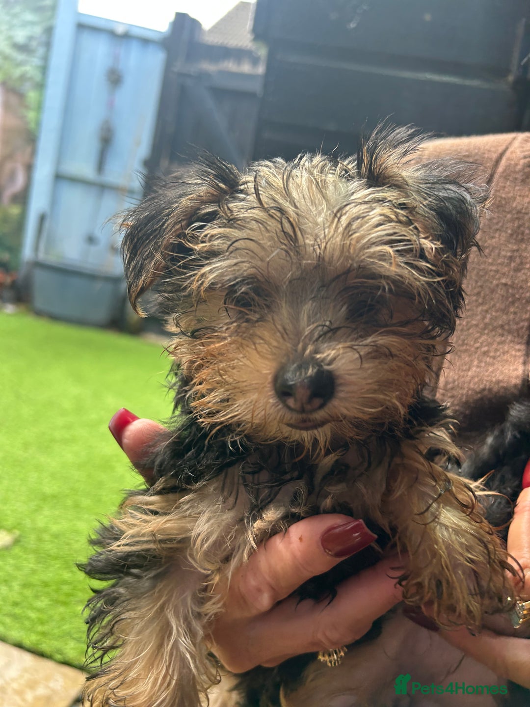 Yorkshire Terrier dogs for sale: Yorkshire terriers 1 boy 3 girls - Image 14