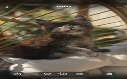 Maine Coon cats for sale: Stunning Black Smoke TiCA kittens  - Image 4