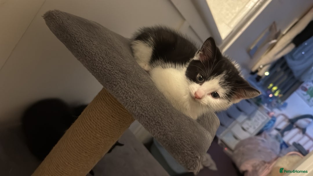 British Longhair cats for sale: British long hair  kittens  - Image 1