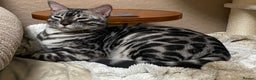 Bengal cats for sale: 💙Stunning Silver Charcoal black spotted tabby  - Advert 14
