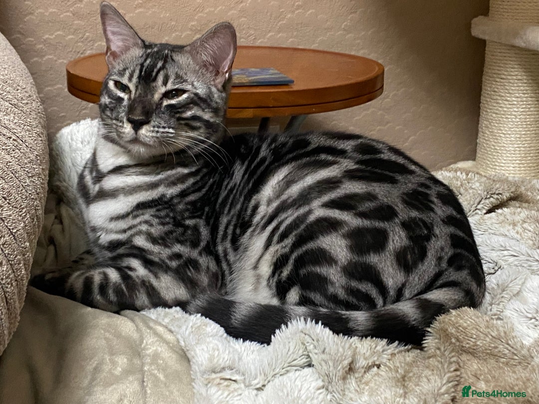 Bengal cats for sale: 💙Stunning Silver Charcoal black spotted tabby  - Advert 14