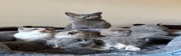 British Shorthair cats for sale: British Shorthair Kittens for Sale - Advert 1