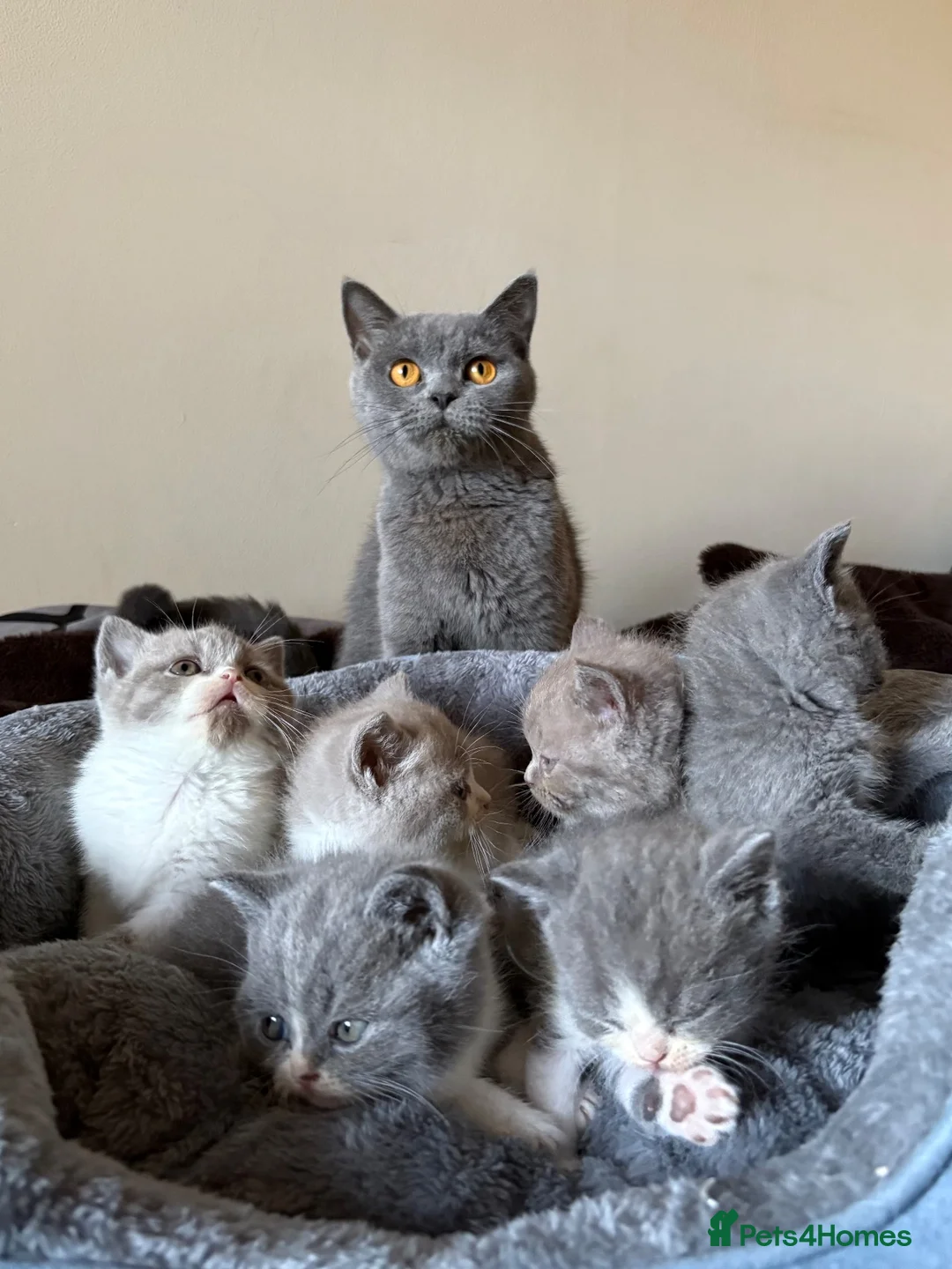 British Shorthair cats for sale: British Shorthair Kittens for Sale - Advert 1