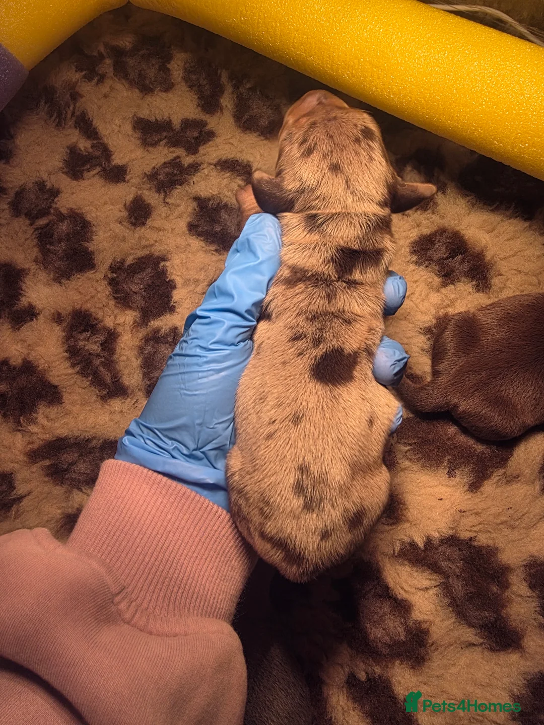 Miniature Dachshund dogs for sale: Miniature dachshund puppies x 2 - Advert 14