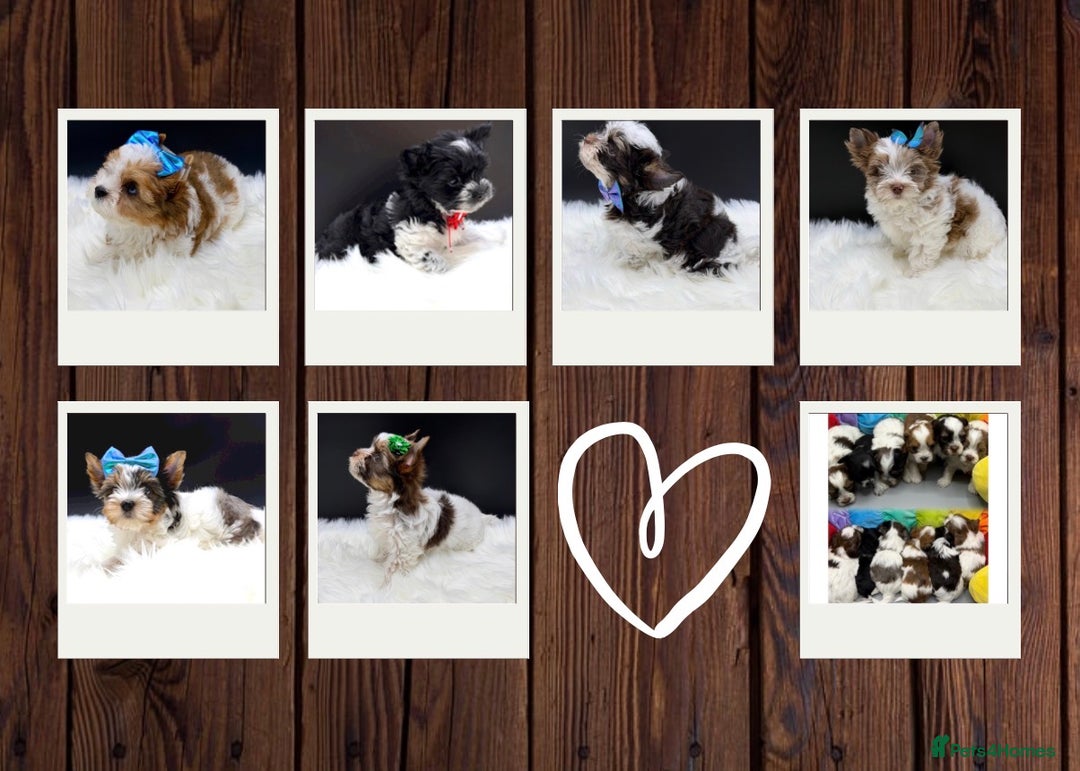 Yorkshire Terrier dogs for sale:  Ready to go Exotic Colourful Yorkshire Terriers - Advert 1