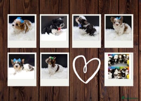 Yorkshire Terrier dogs Ready to go Exotic Colourful Yorkshire Terriers - Advert 3