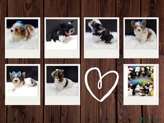 Yorkshire Terrier dogs - Advert 13