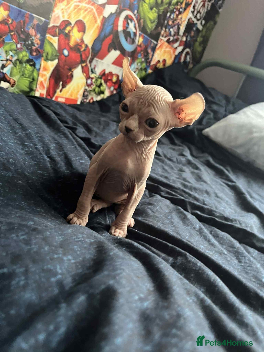 Sphynx cats for sale: Sphynx kittens  - Image 6