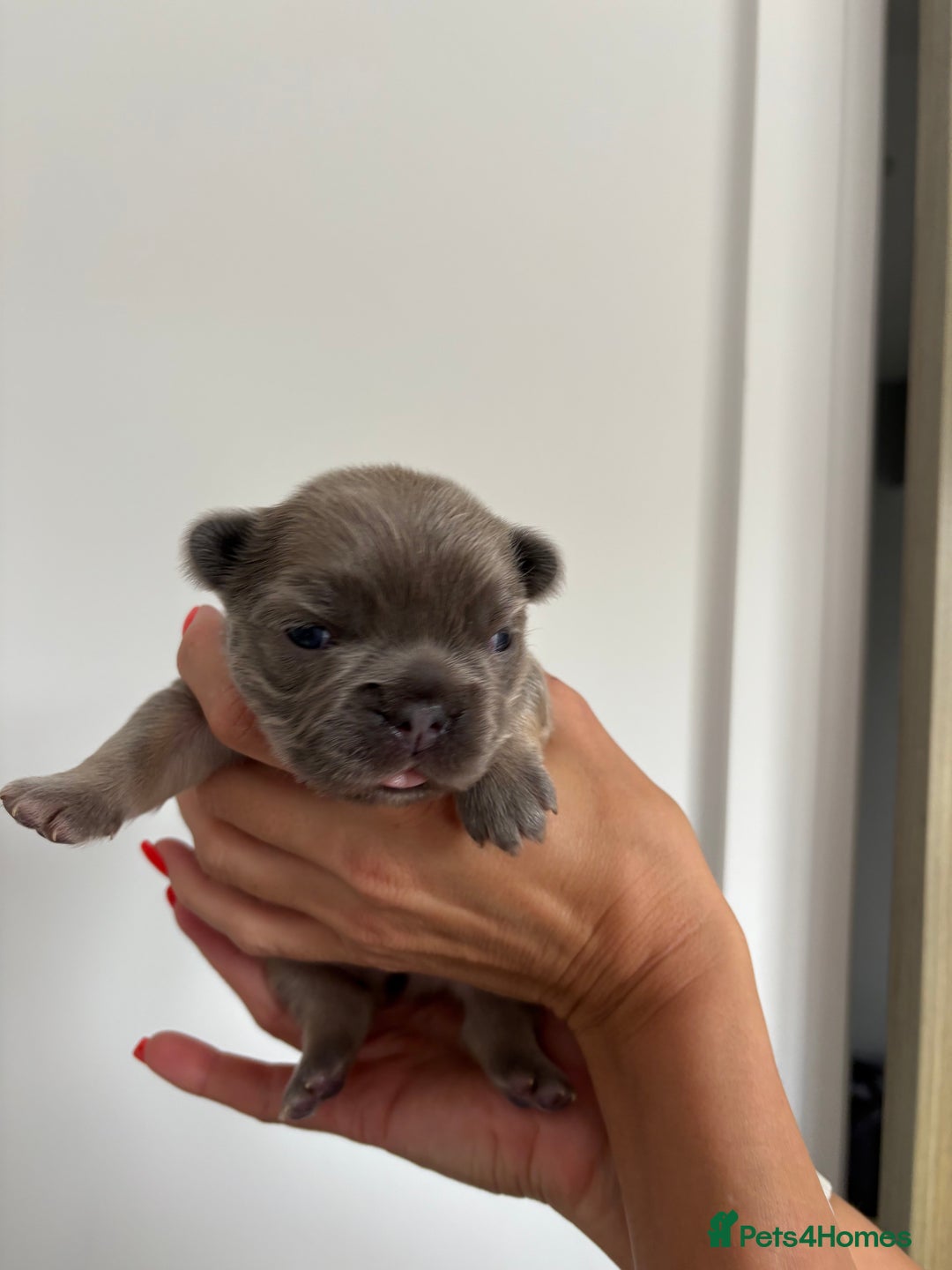 French Bulldog dogs for sale: Fluffy French Bulldog Puppies FOR SALE -  - Image 11