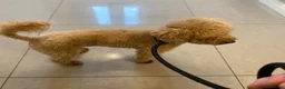 Toy Poodle dogs for stud: Toy Red Poodle Stud - Advert 2