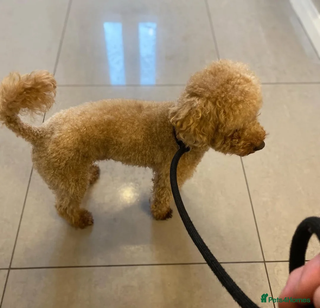 Toy Poodle dogs for stud: Toy Red Poodle Stud - Advert 2