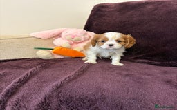 Cavalier King Charles Spaniel dogs for sale: Ready to go 🐶 Cavalier King Charles Spaniels - Image 24