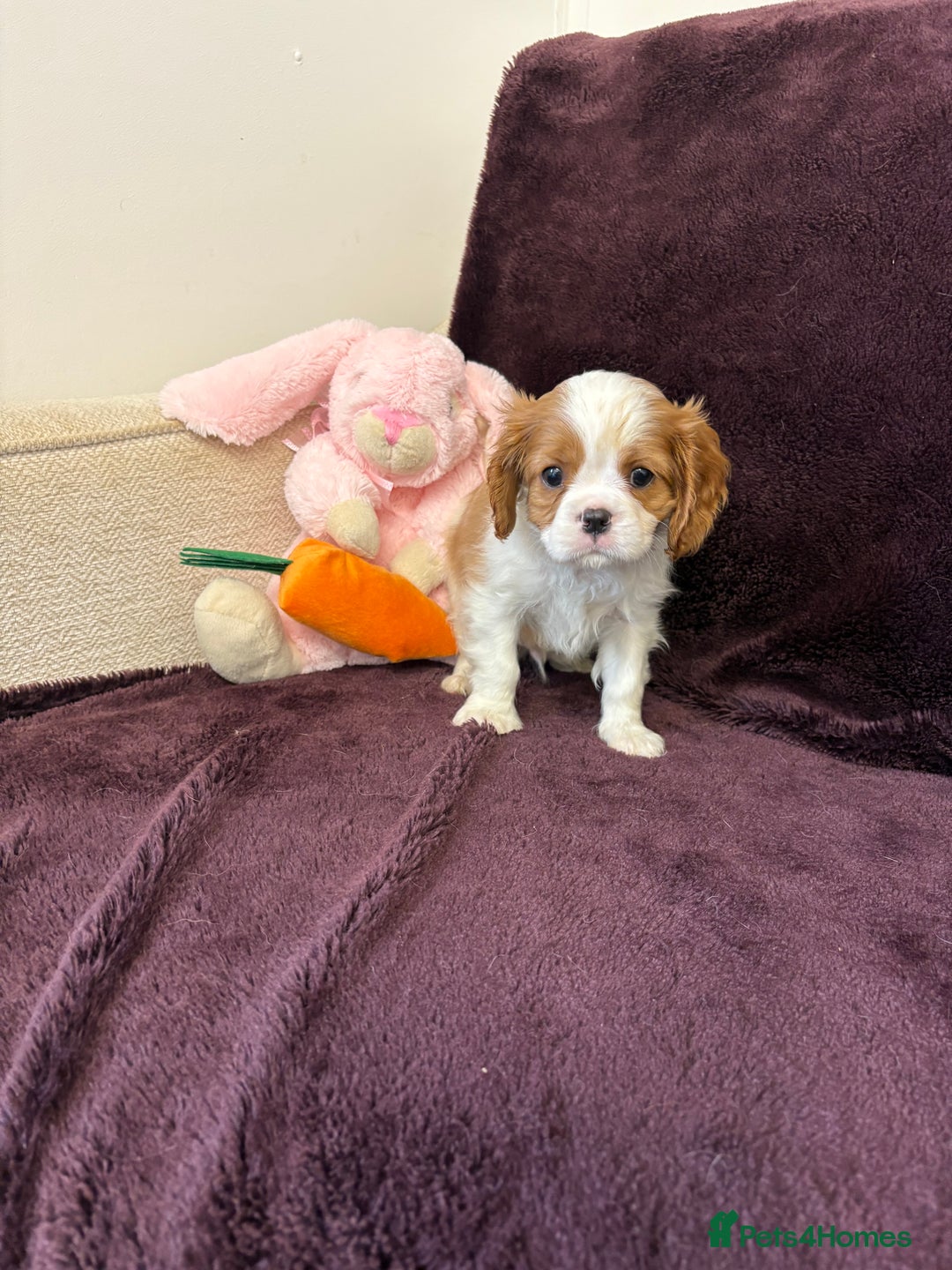 Cavalier King Charles Spaniel dogs for sale: Ready to go 🐶 Cavalier King Charles Spaniels - Image 24